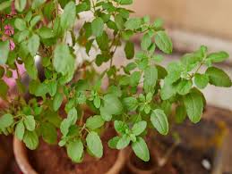 SHOCKING: Eating Tulsi leaves can have these 5 side effects! | The ...